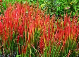 pennisetum-blek-byuti — kopiya (2)7